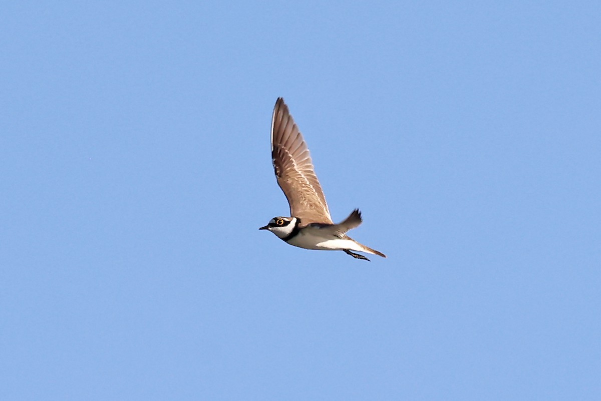 Little Ringed Plover - ML620822829