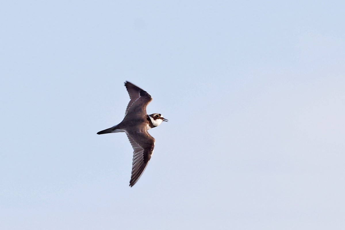 Little Ringed Plover - ML620822830