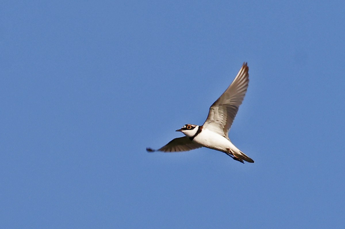 Little Ringed Plover - ML620822831