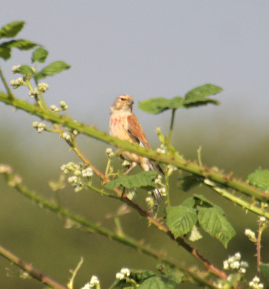 Eurasian Linnet - Samuel Harris