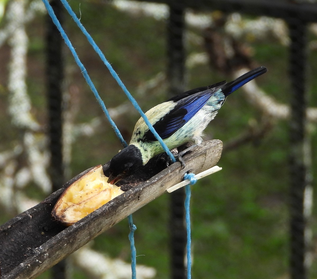 Black-headed Tanager - ML620822835