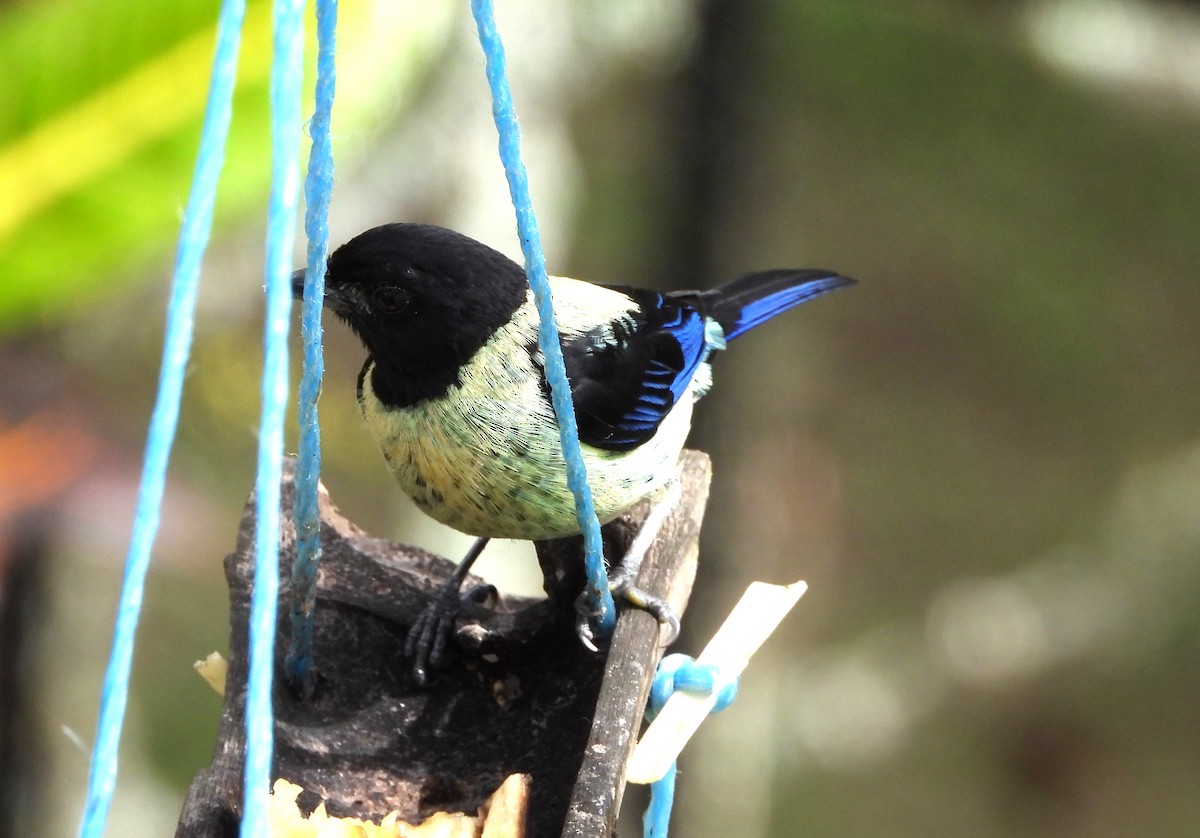 Black-headed Tanager - ML620822837