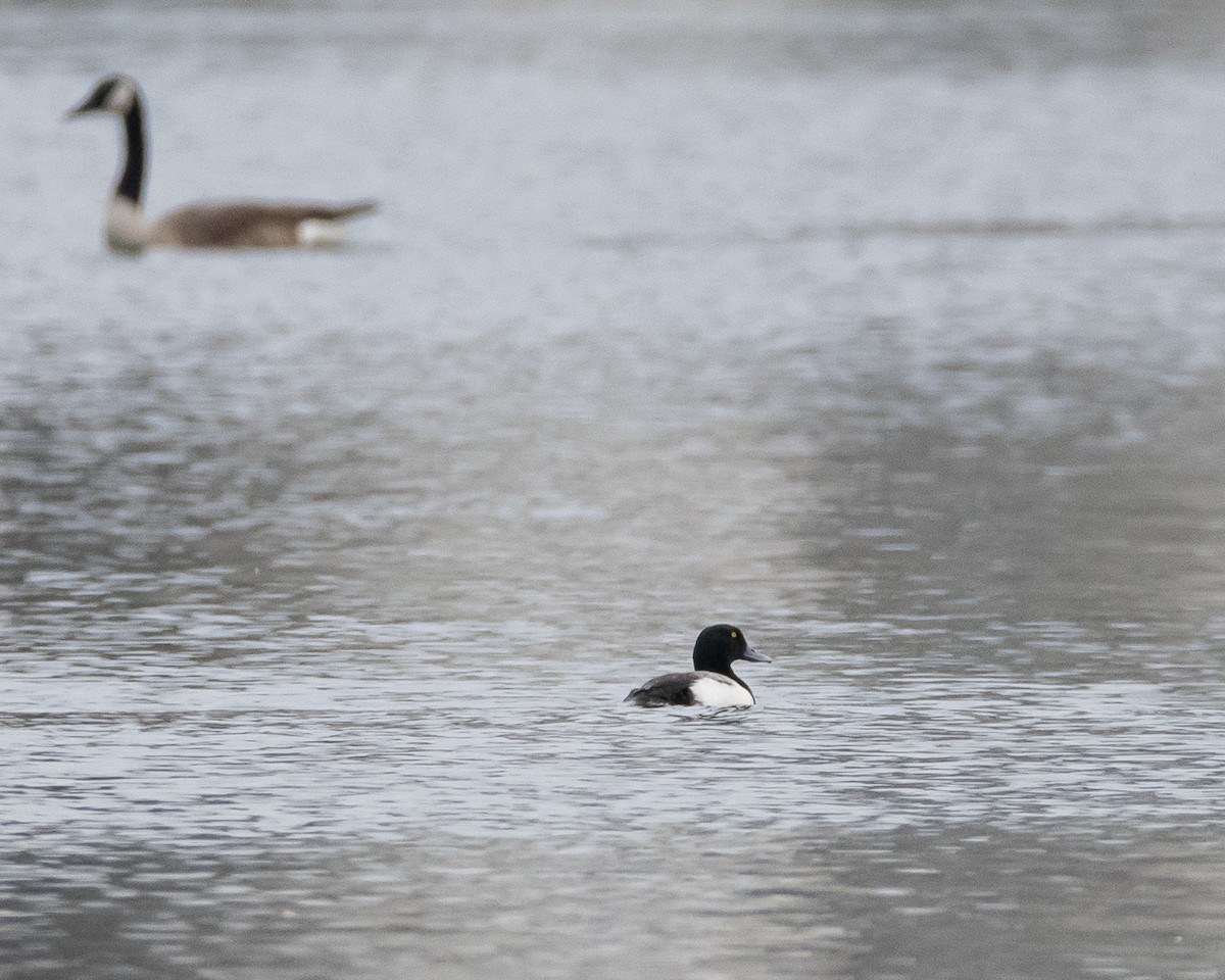 Greater Scaup - ML620822838