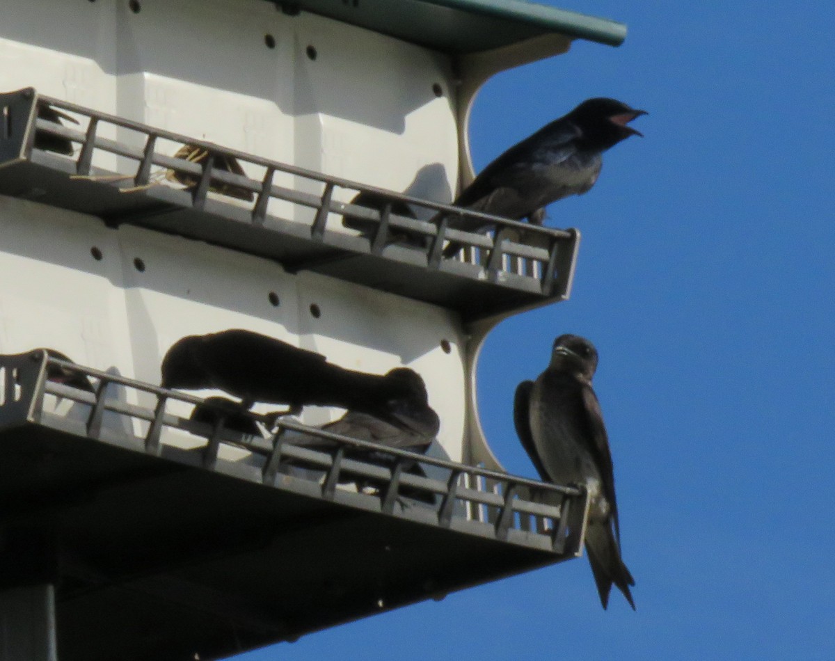 Purple Martin - ML620822839