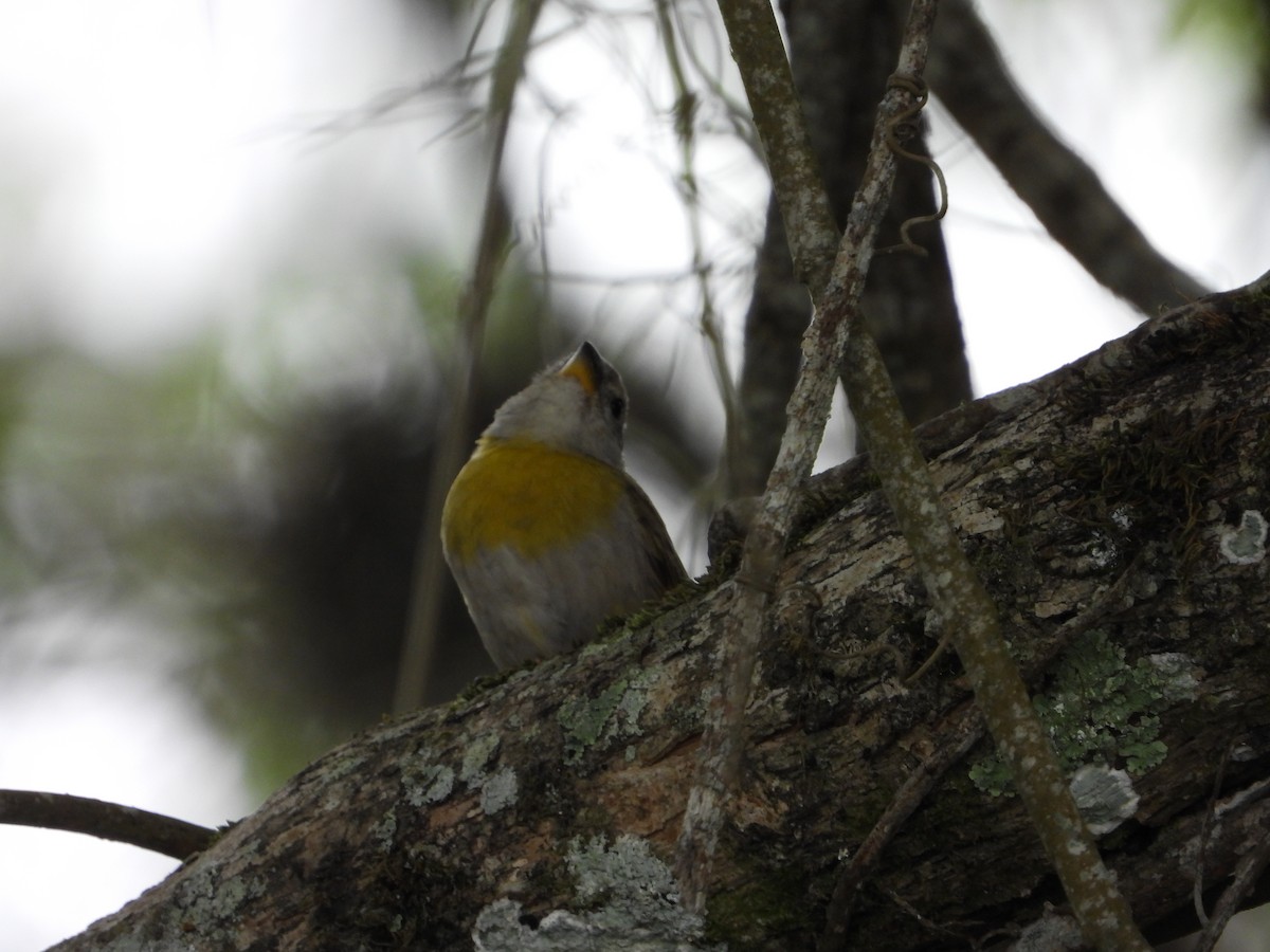 Saffron Finch - ML620822840