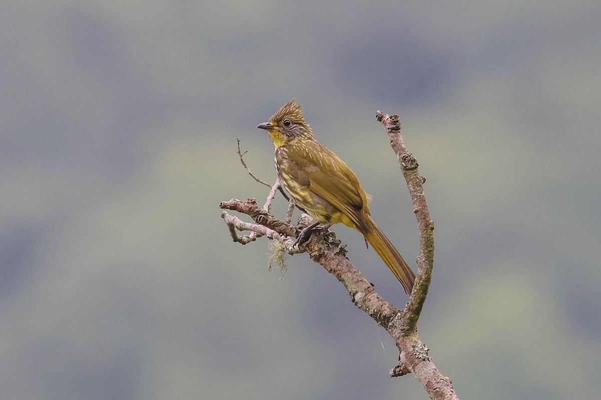 Striated Bulbul - ML620822842