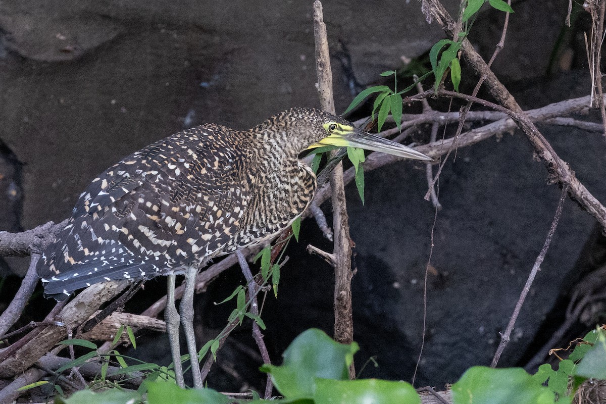 Bare-throated Tiger-Heron - ML620822843