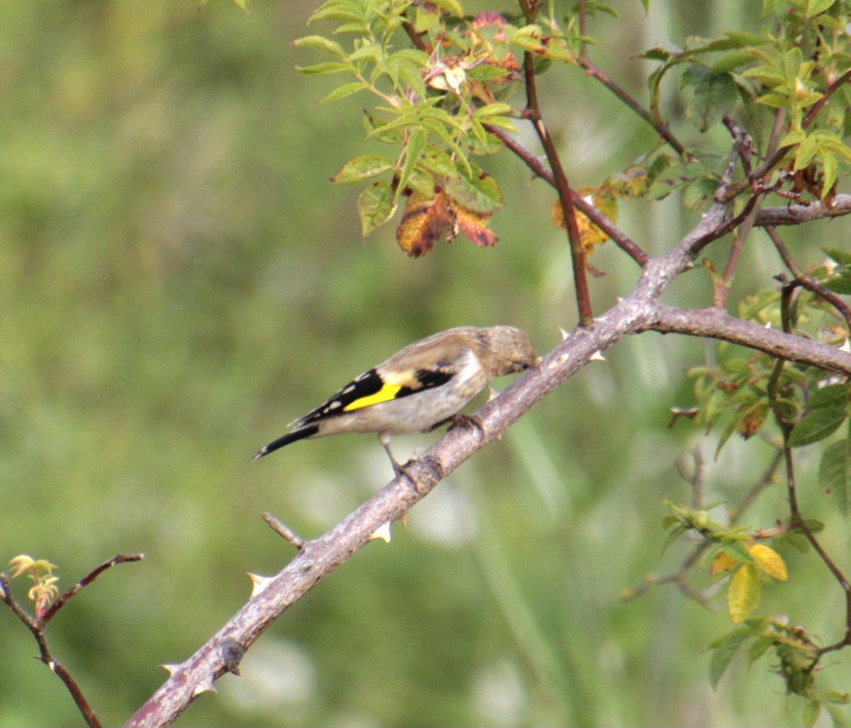 European Goldfinch (European) - ML620822845