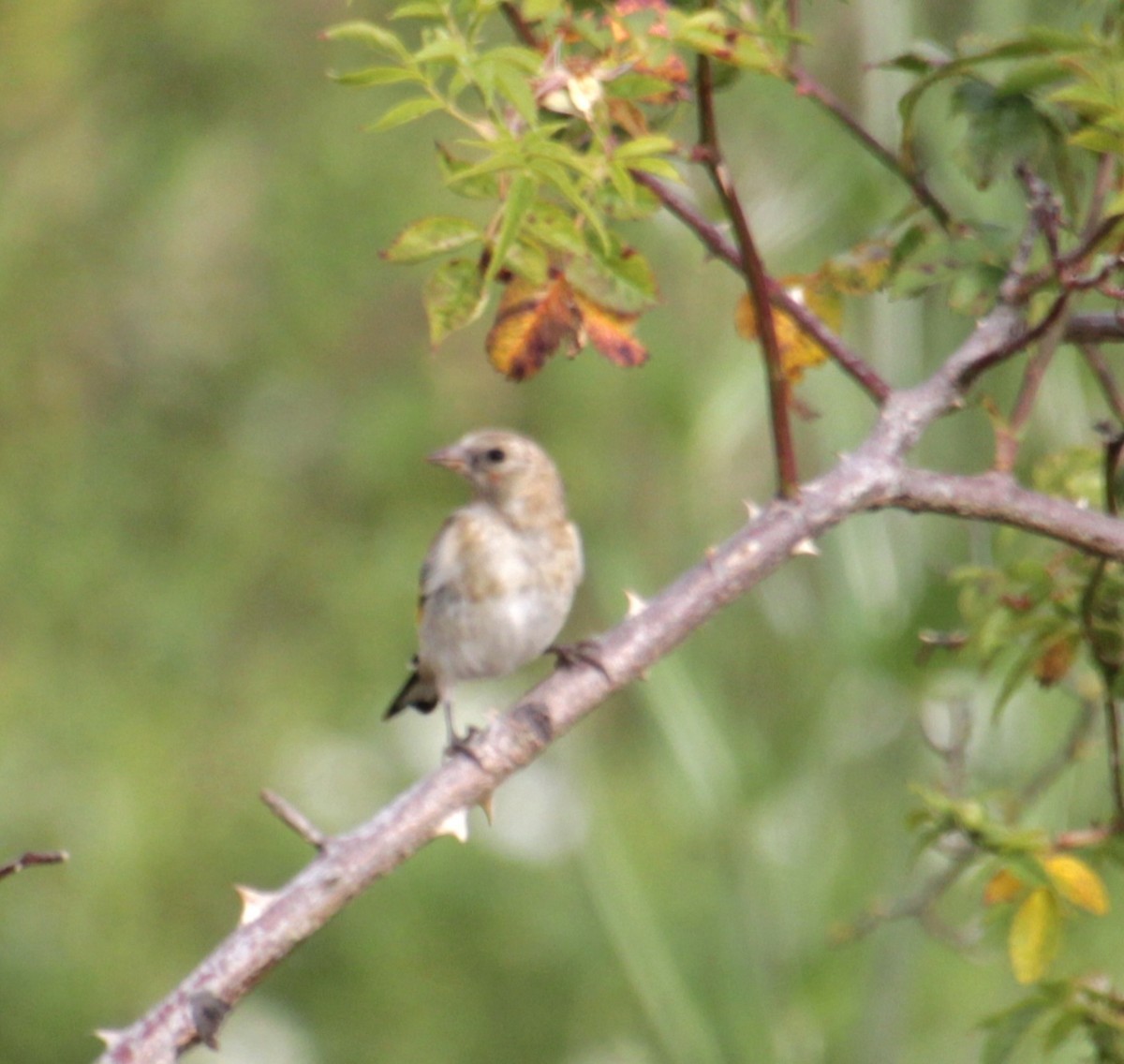 European Goldfinch (European) - ML620822846