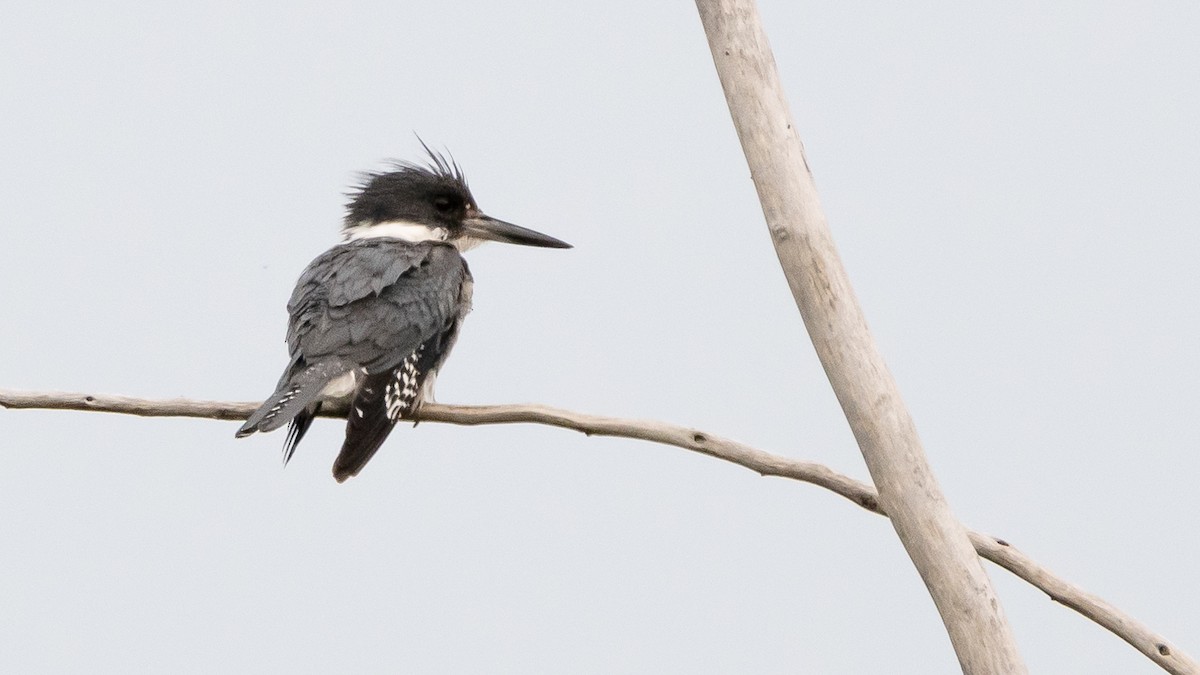 Belted Kingfisher - ML620822847