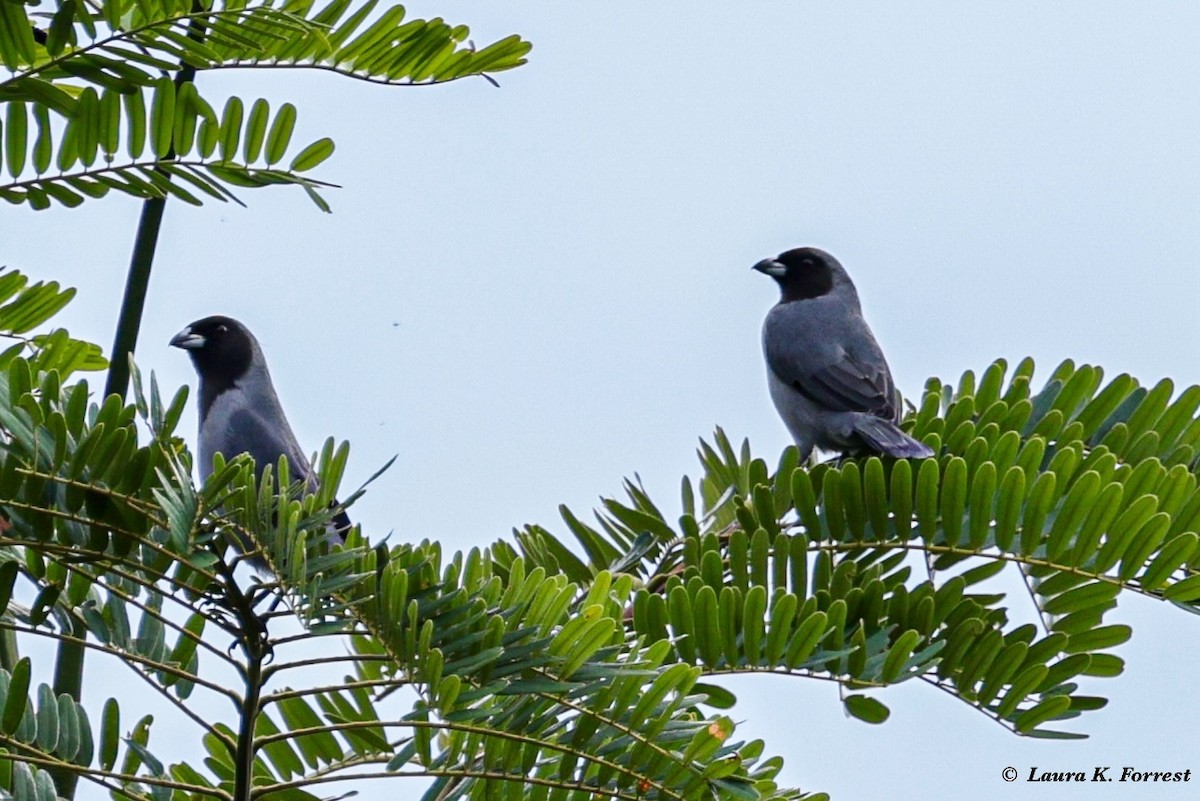 Black-faced Tanager - ML620822850