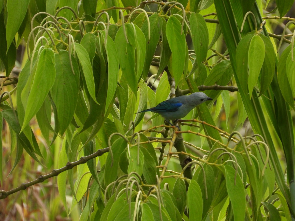 Blue-gray Tanager - ML620822851