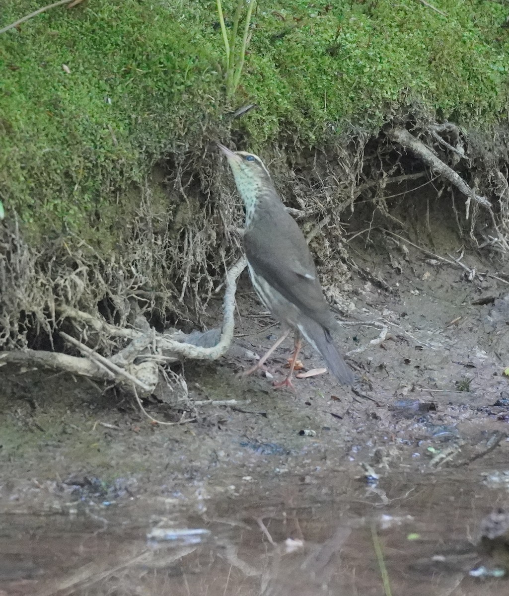 Northern Waterthrush - ML620822866