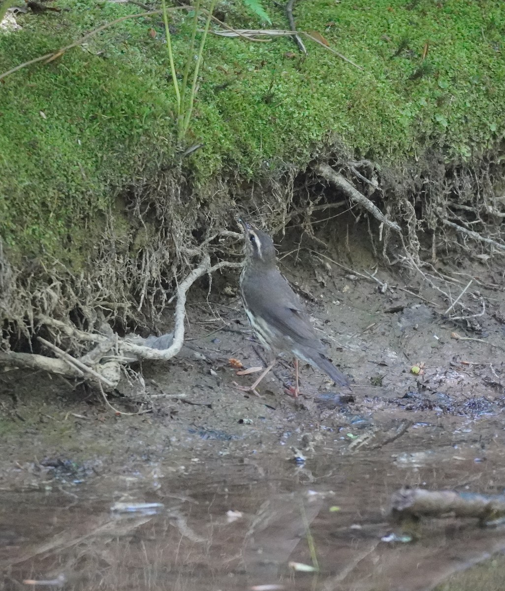 Northern Waterthrush - ML620822867