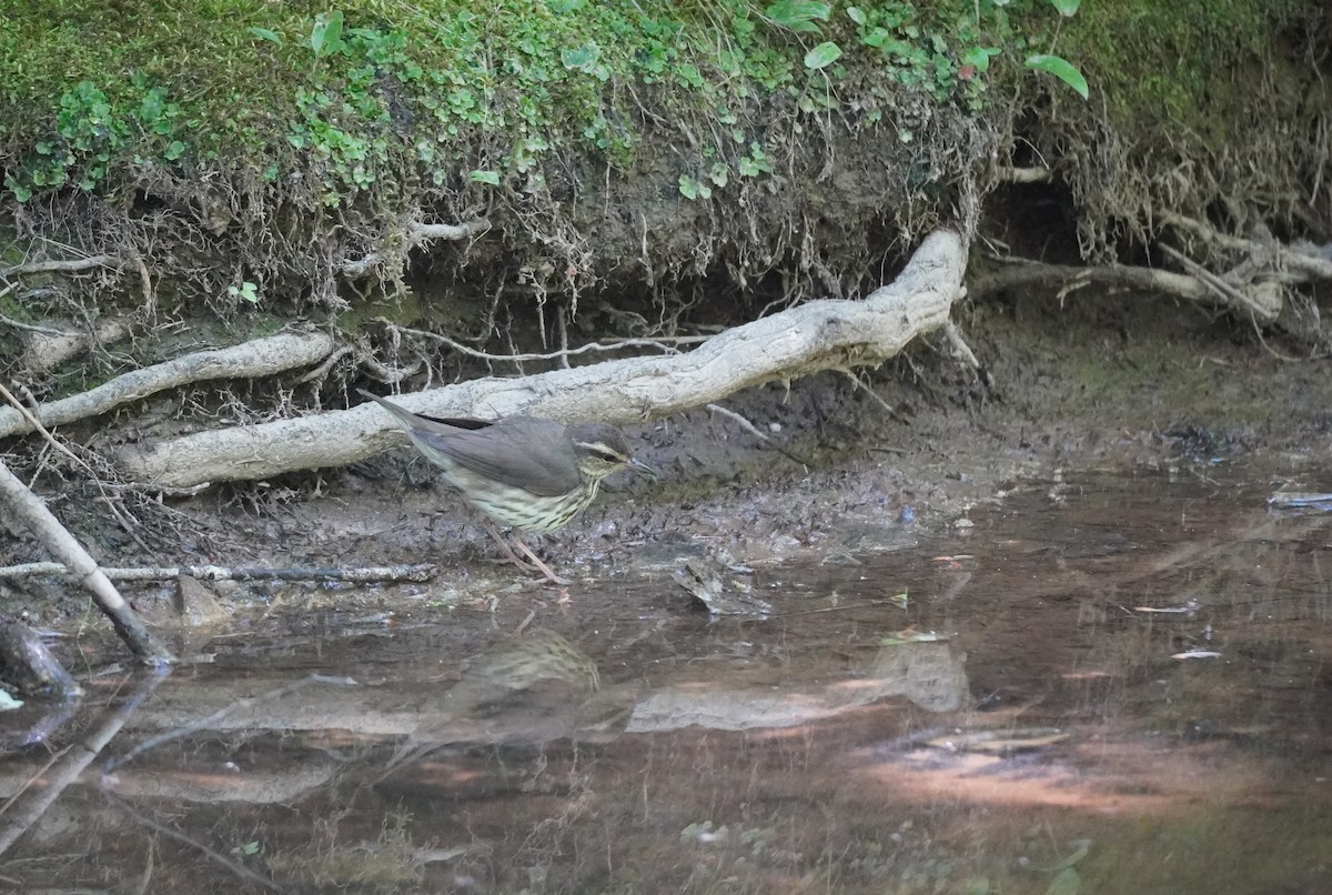 Northern Waterthrush - ML620822868