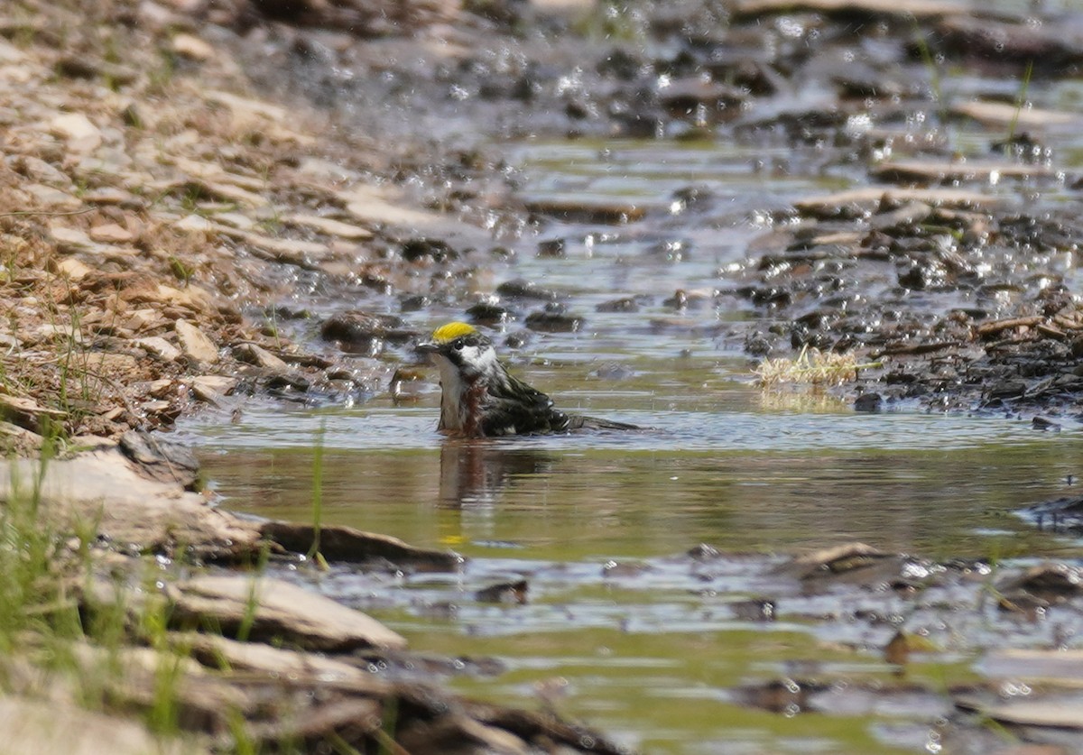 Chestnut-sided Warbler - ML620822873