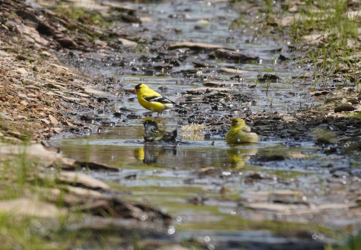 American Goldfinch - ML620822878