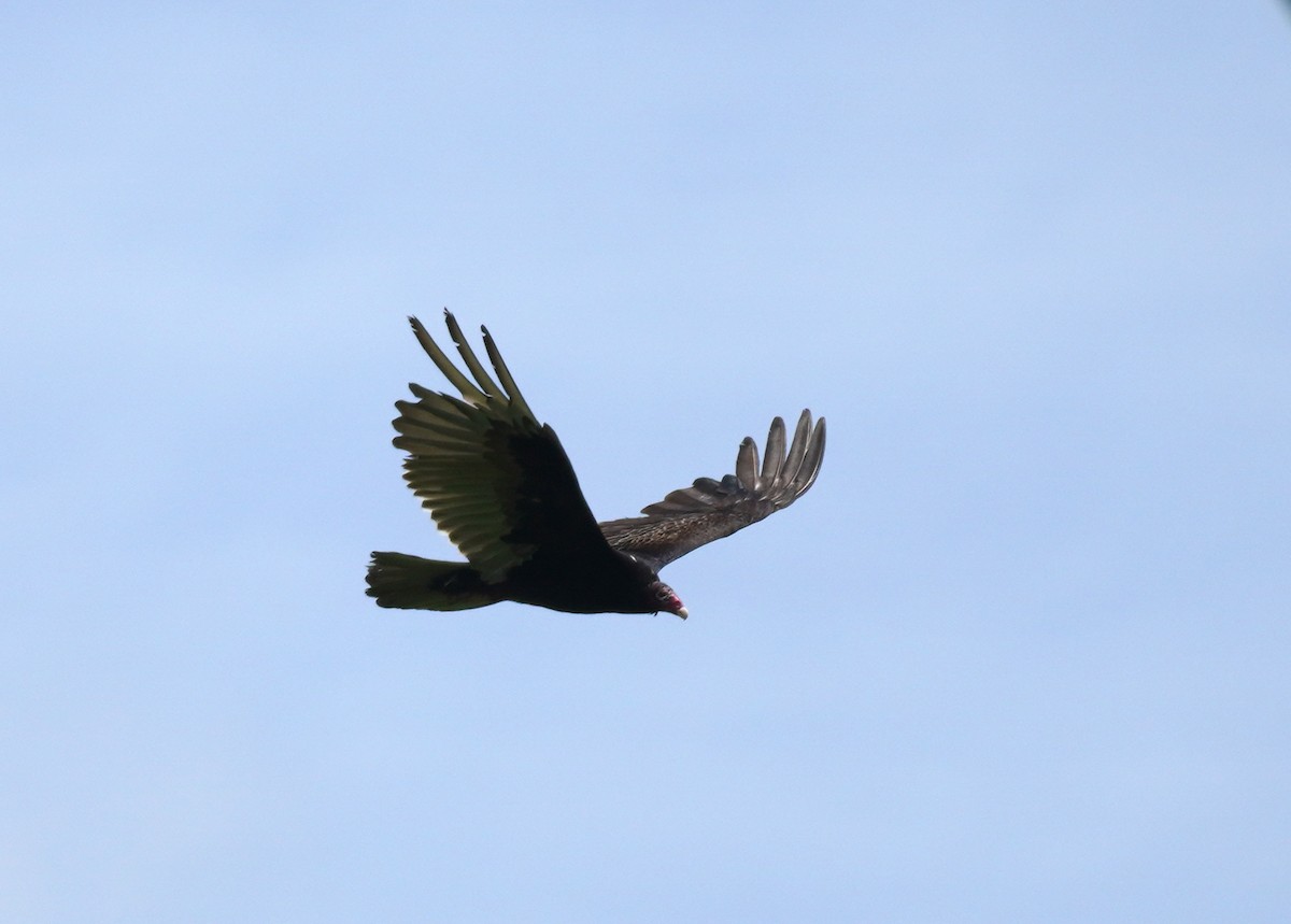 Turkey Vulture - Sarah Foote