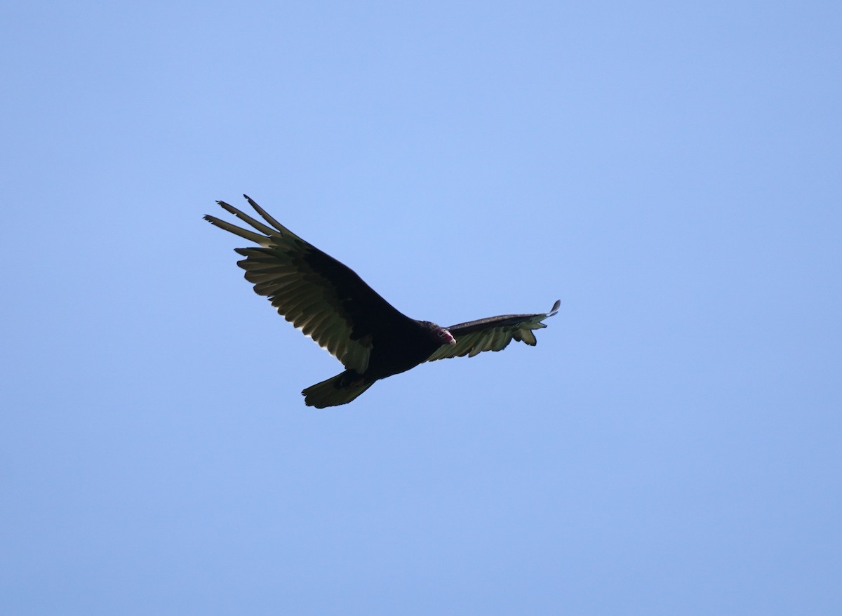 Turkey Vulture - ML620822883