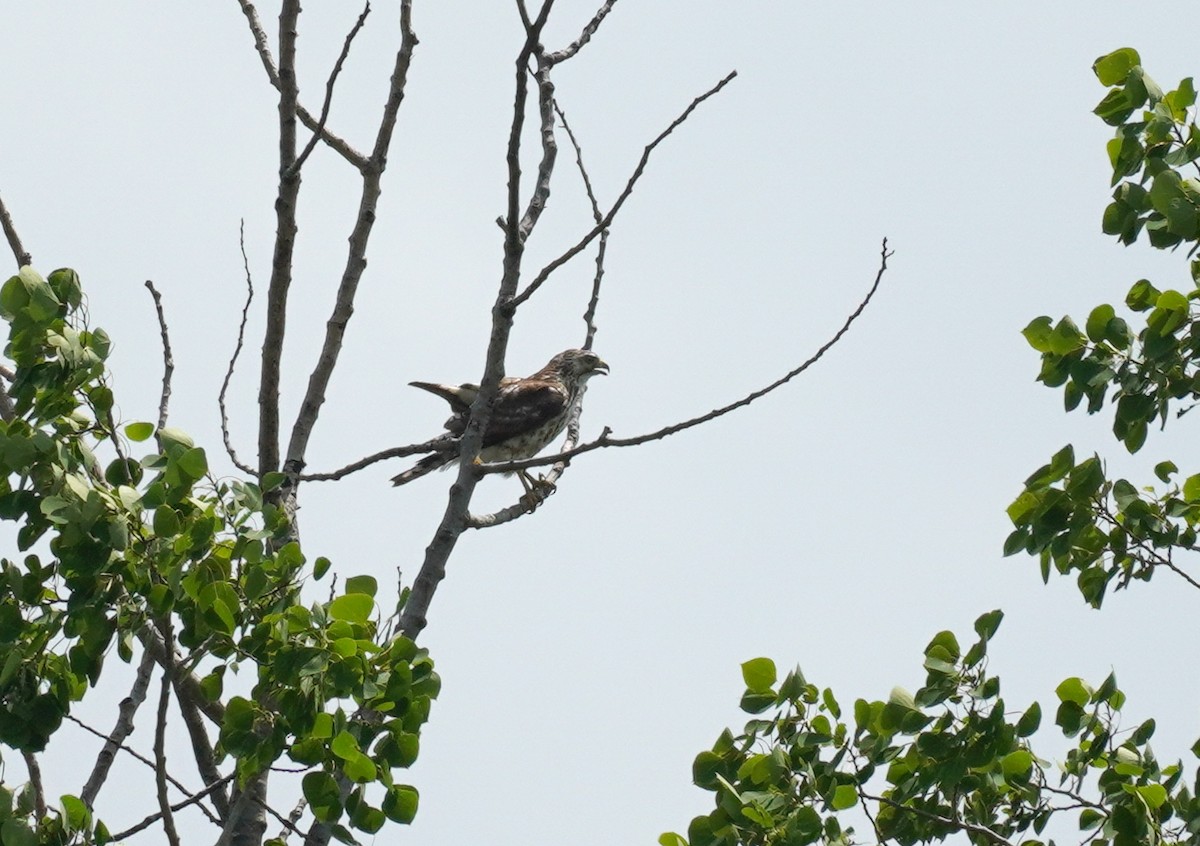 Broad-winged Hawk - Sarah Foote