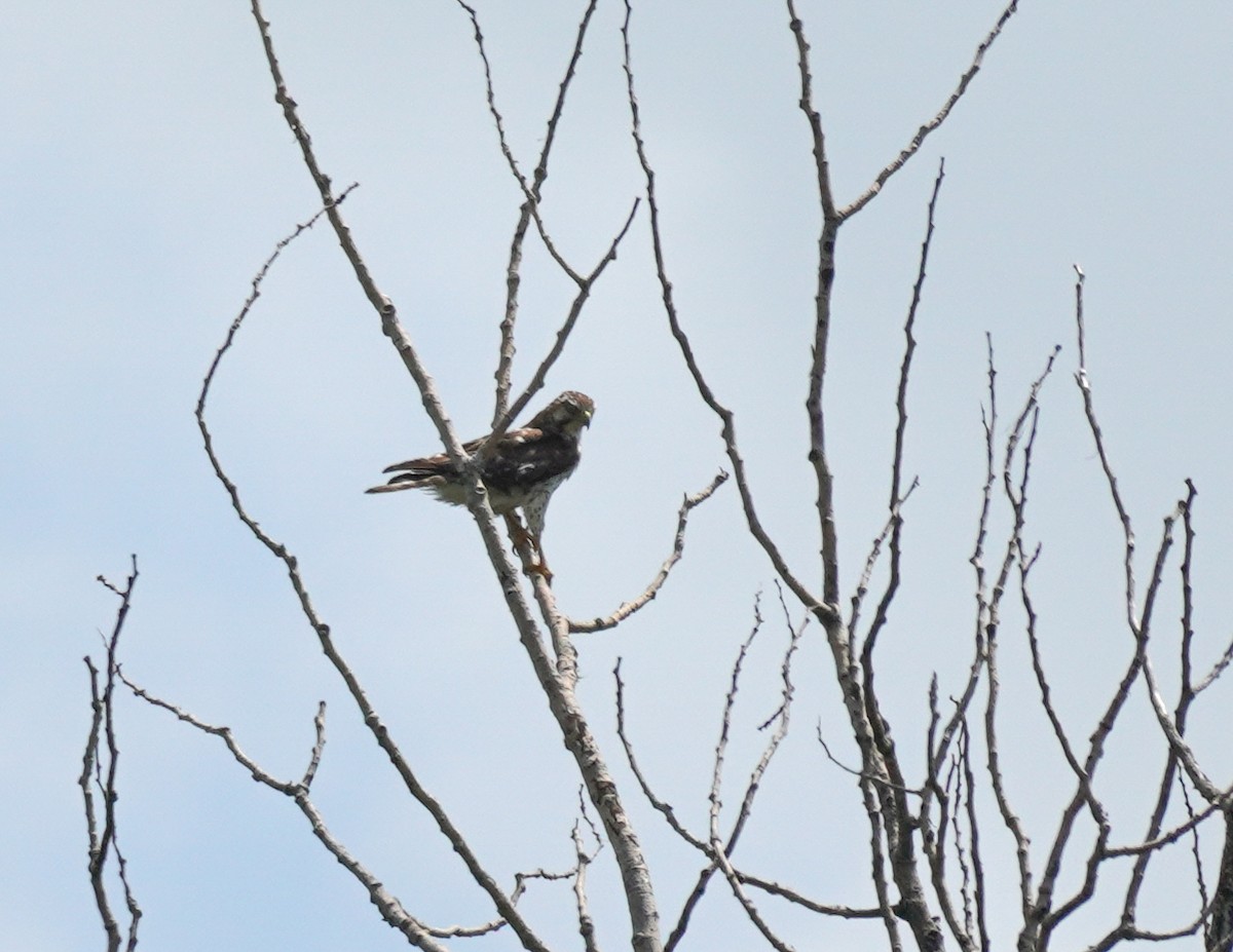 Broad-winged Hawk - Sarah Foote