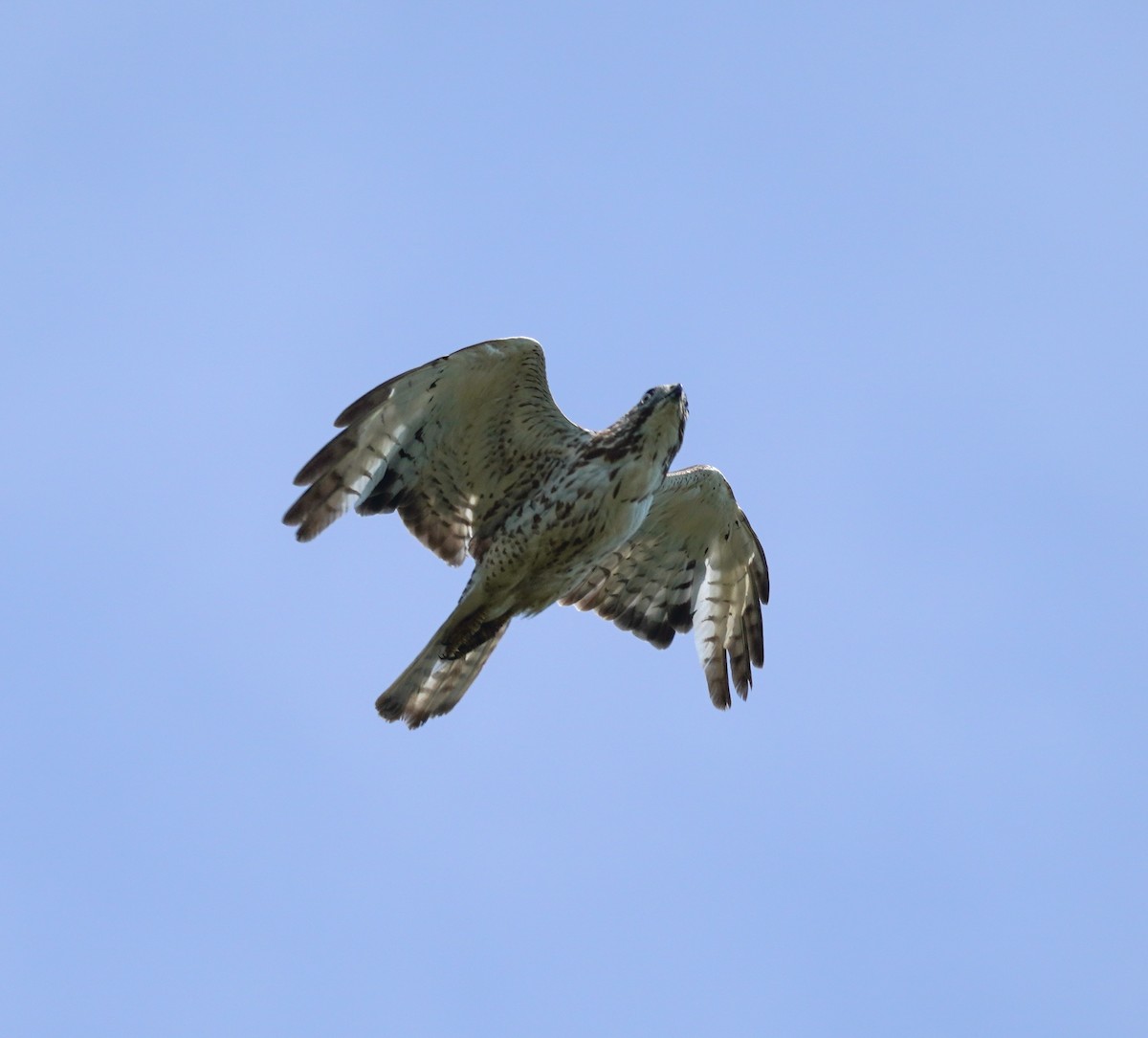 Broad-winged Hawk - ML620822893