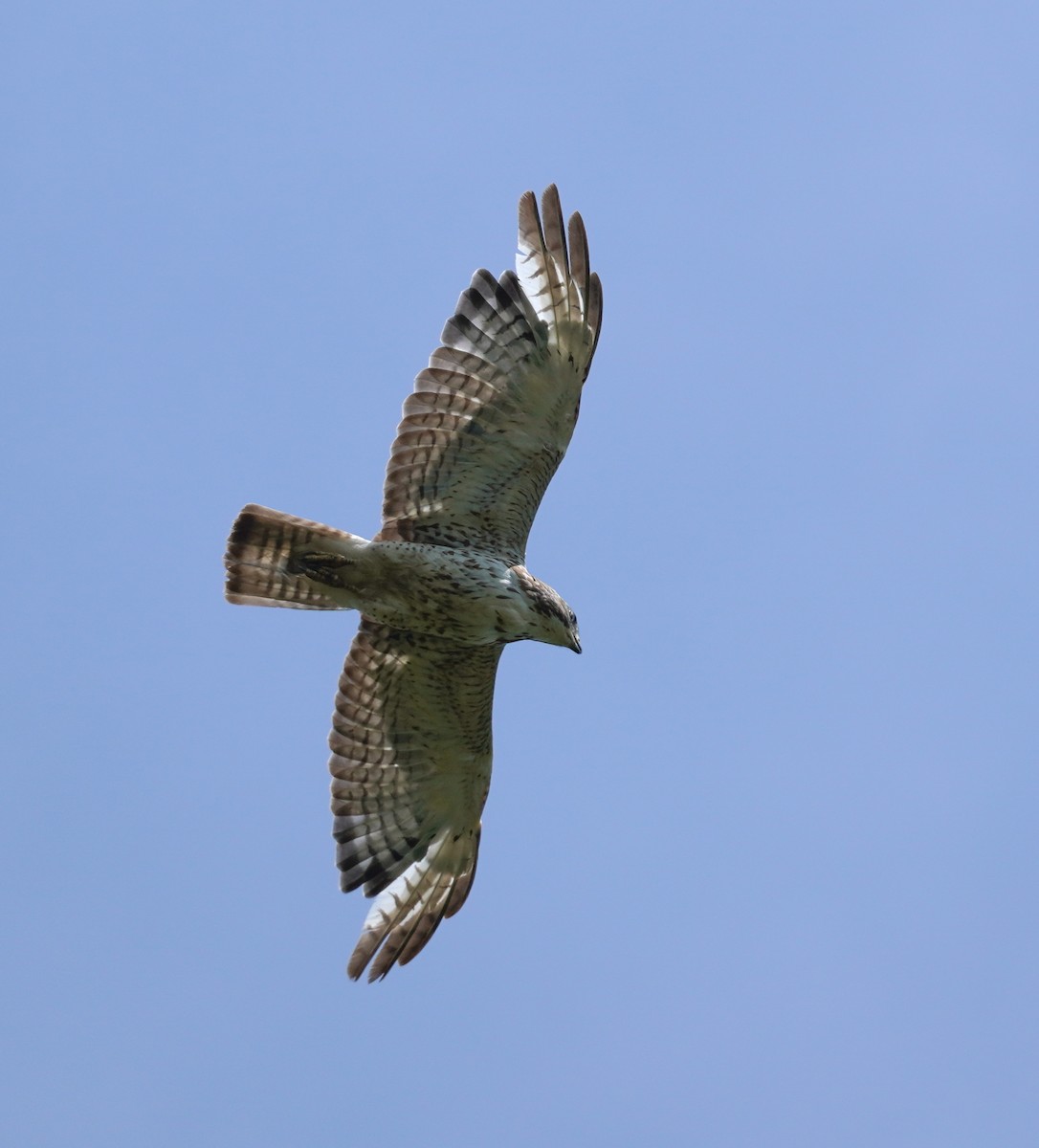 Broad-winged Hawk - ML620822894