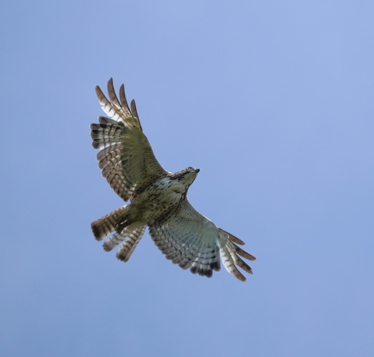 Broad-winged Hawk - ML620822896