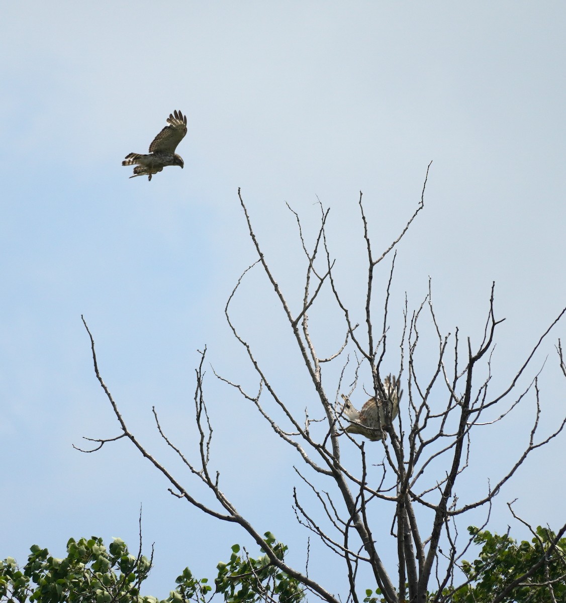 Broad-winged Hawk - ML620822897