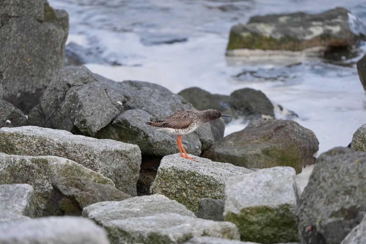 Common Redshank - ML620822899