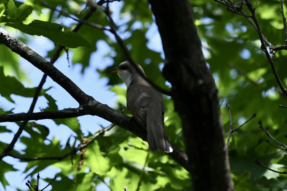 Yellow-billed Cuckoo - ML620822900