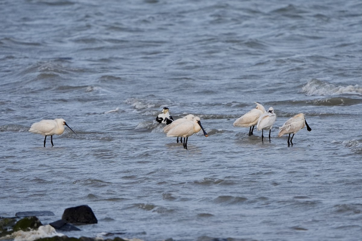 Eurasian Spoonbill - ML620822903