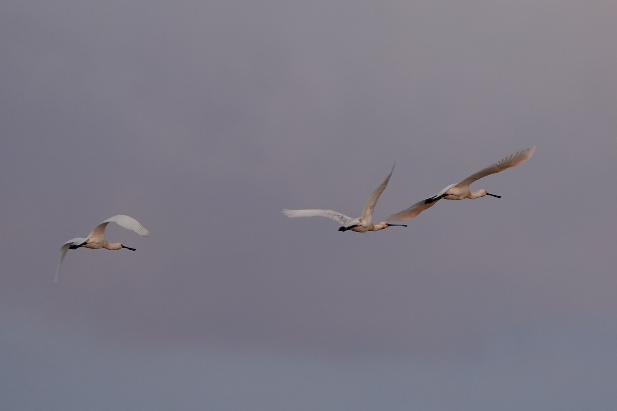 Eurasian Spoonbill - ML620822905