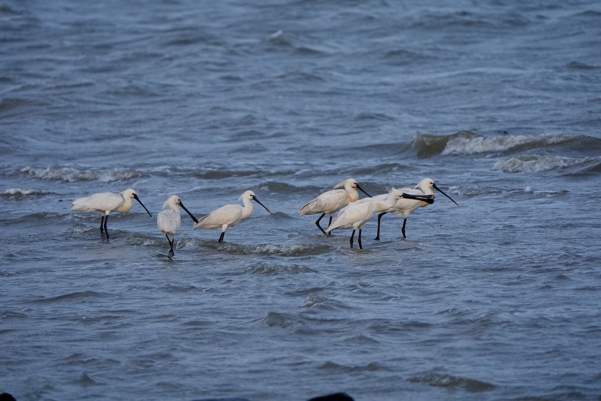 Eurasian Spoonbill - Anonymous