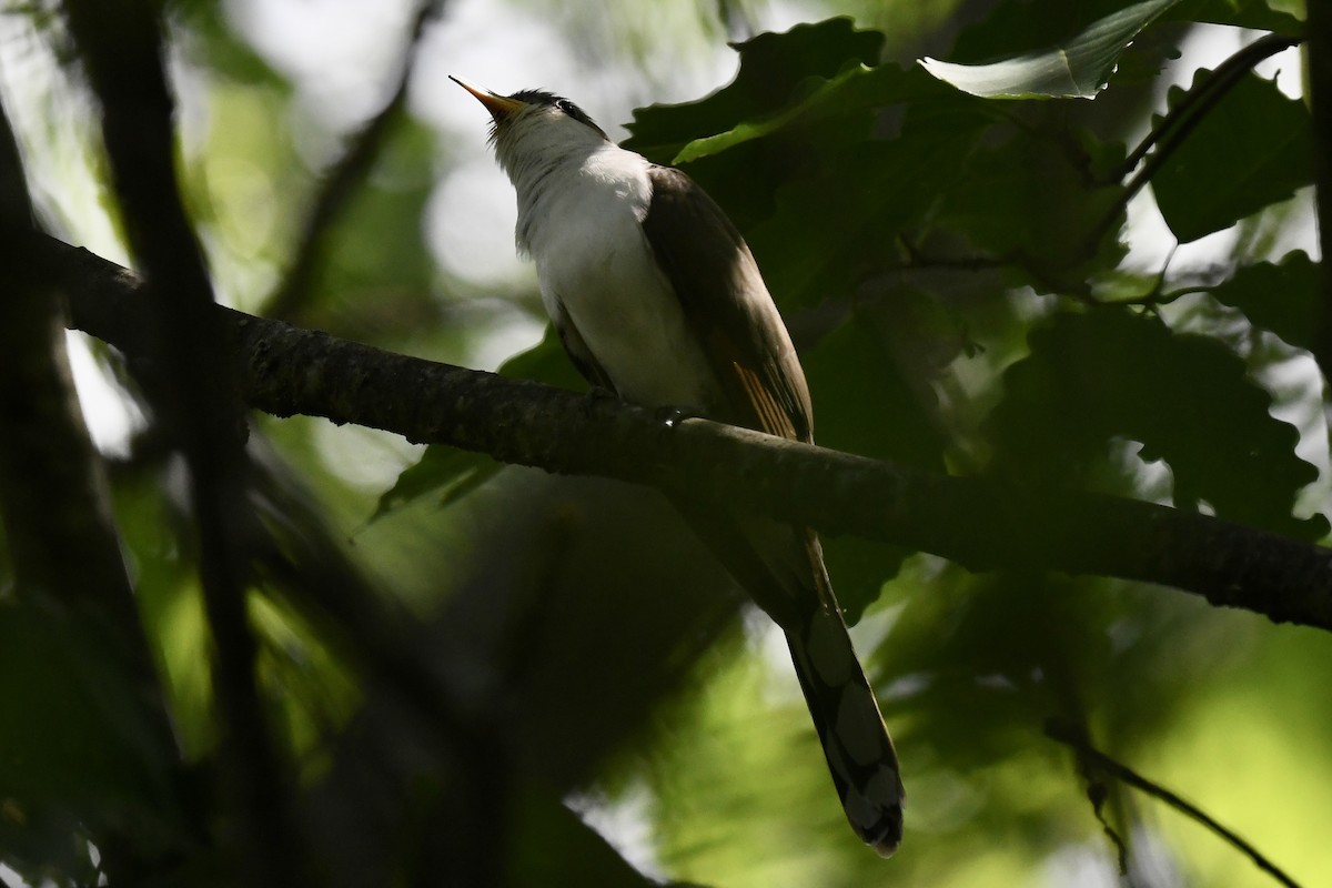 Yellow-billed Cuckoo - ML620822907