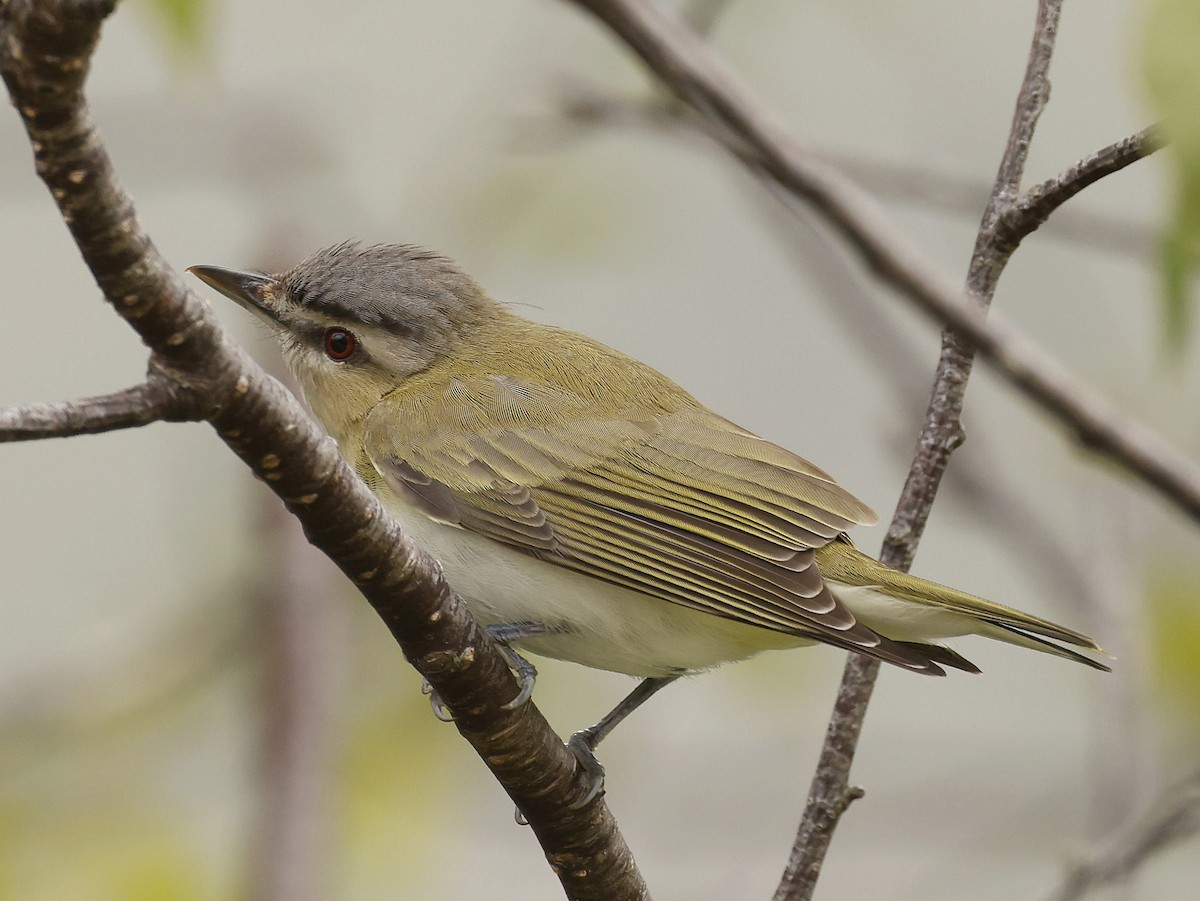 rødøyevireo - ML620822908