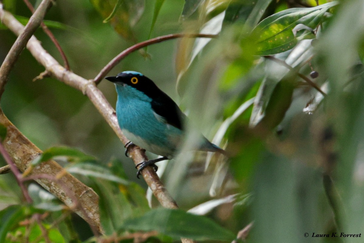 Dacnis à coiffe bleue - ML620822914