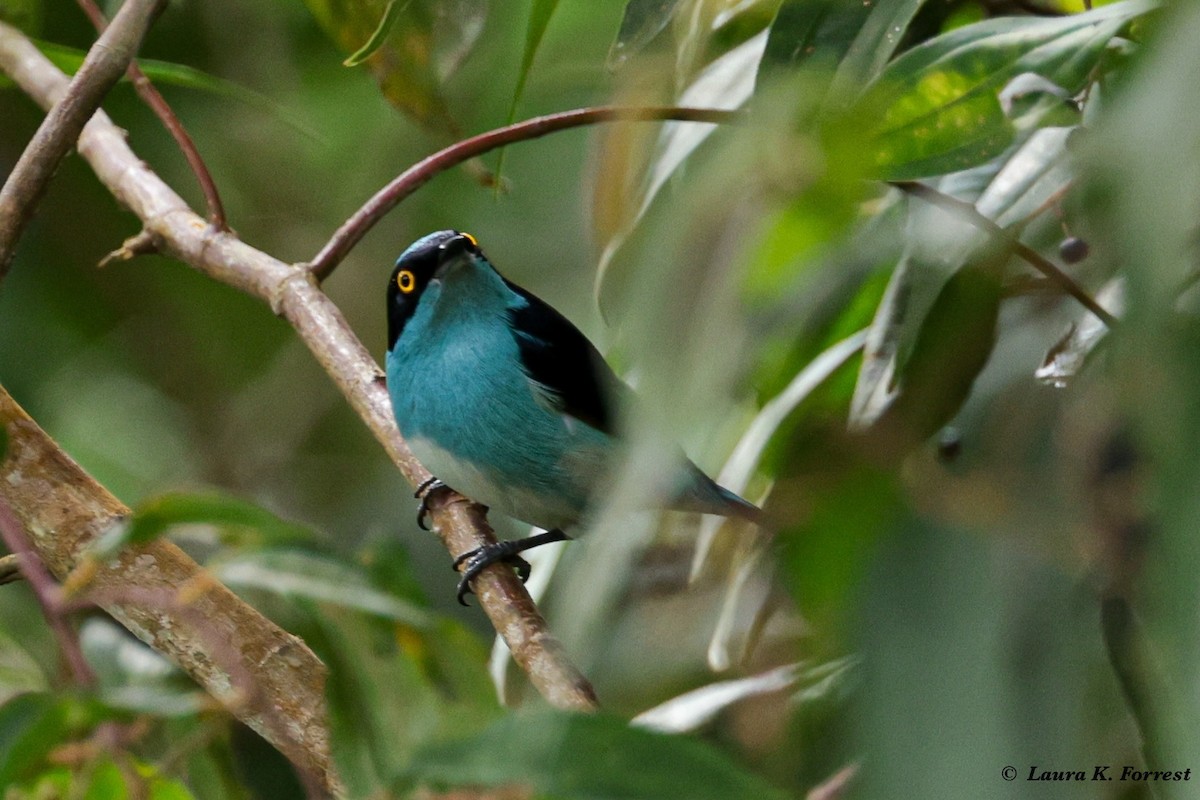 Dacnis à coiffe bleue - ML620822915