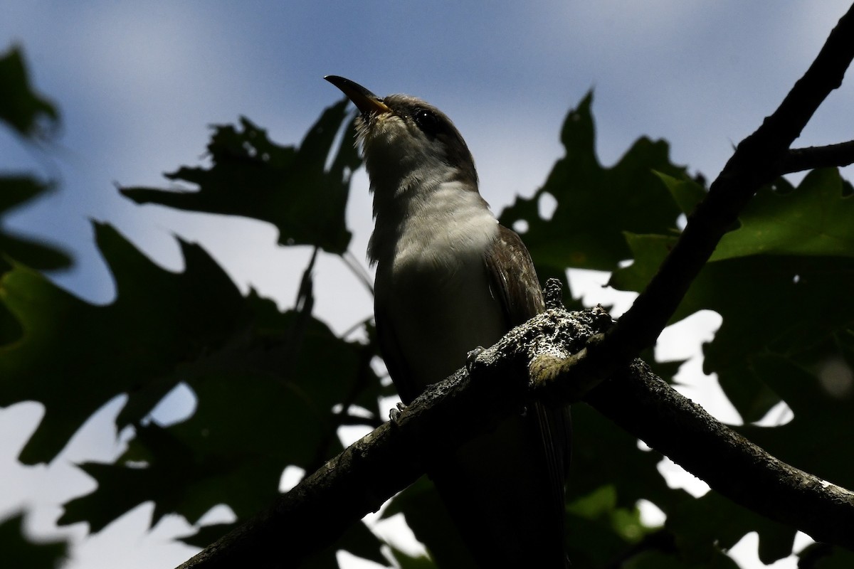 Yellow-billed Cuckoo - ML620822917