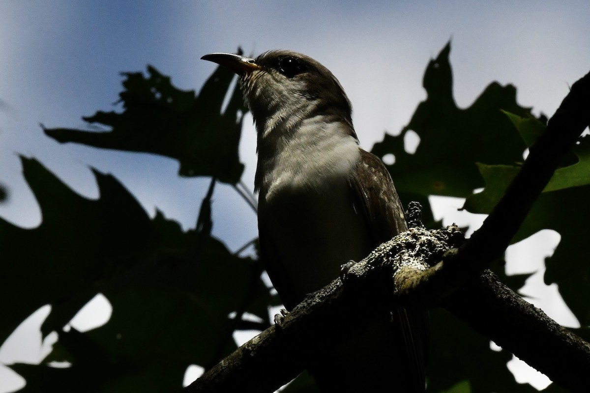 Yellow-billed Cuckoo - ML620822918