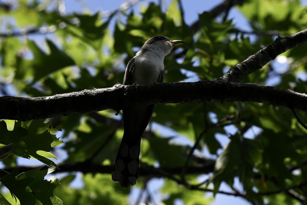 Yellow-billed Cuckoo - ML620822919