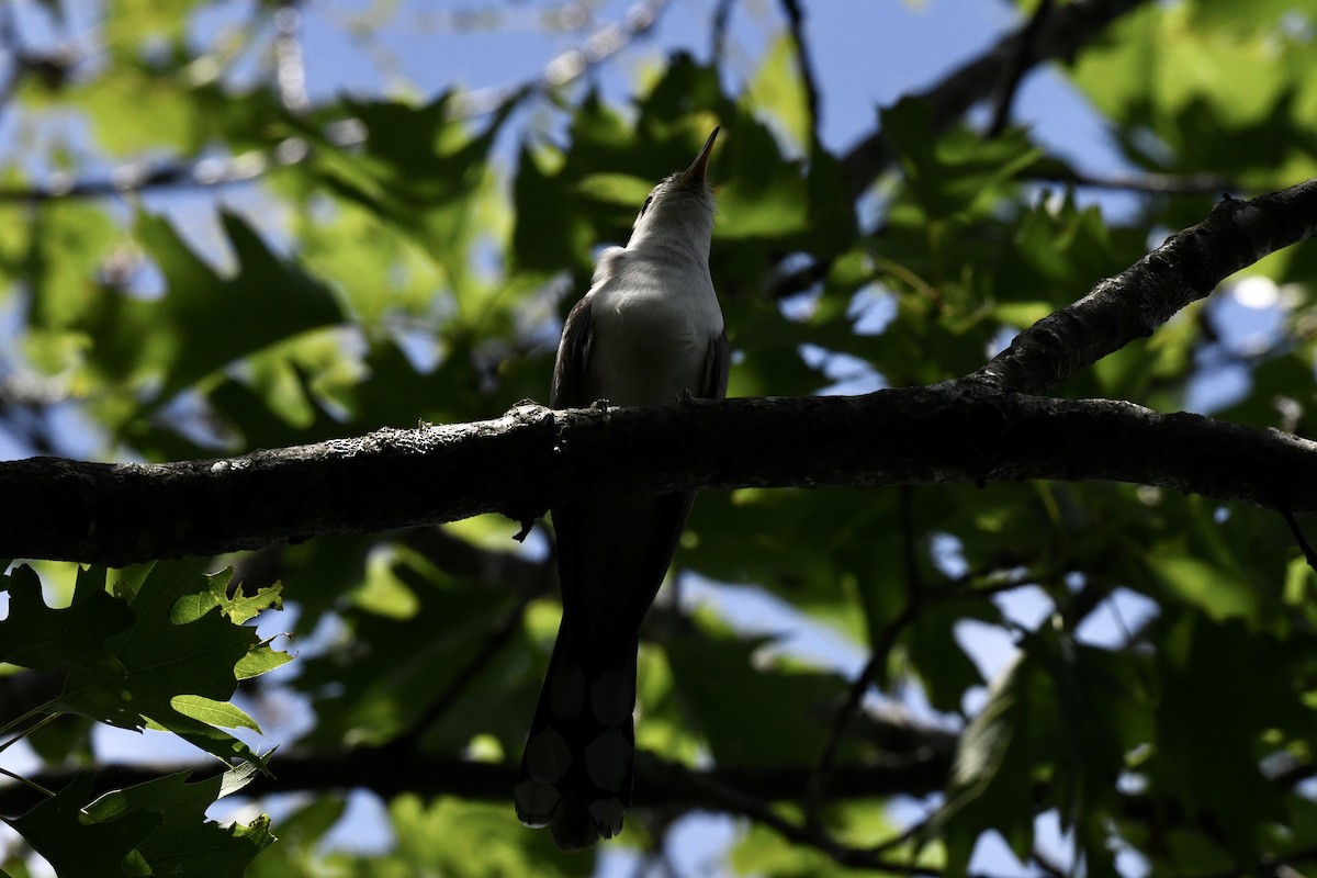 Yellow-billed Cuckoo - ML620822920