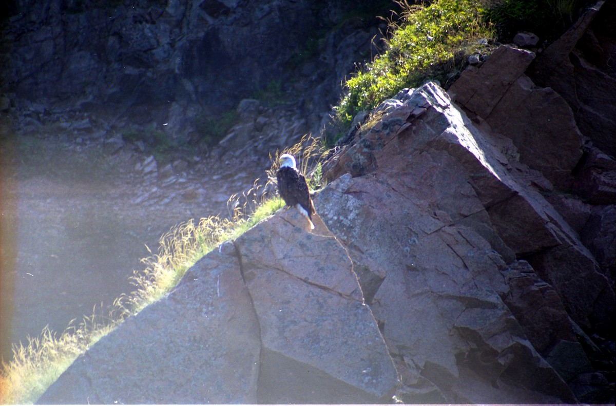 Bald Eagle - Stephen Kane