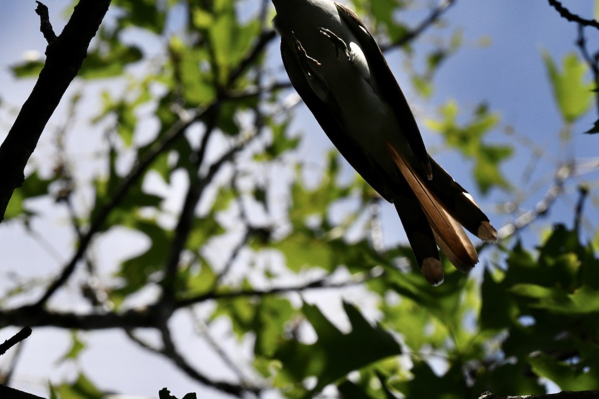 Yellow-billed Cuckoo - ML620822926