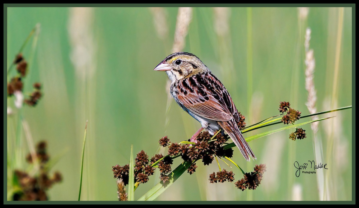 Henslow's Sparrow - ML620822927