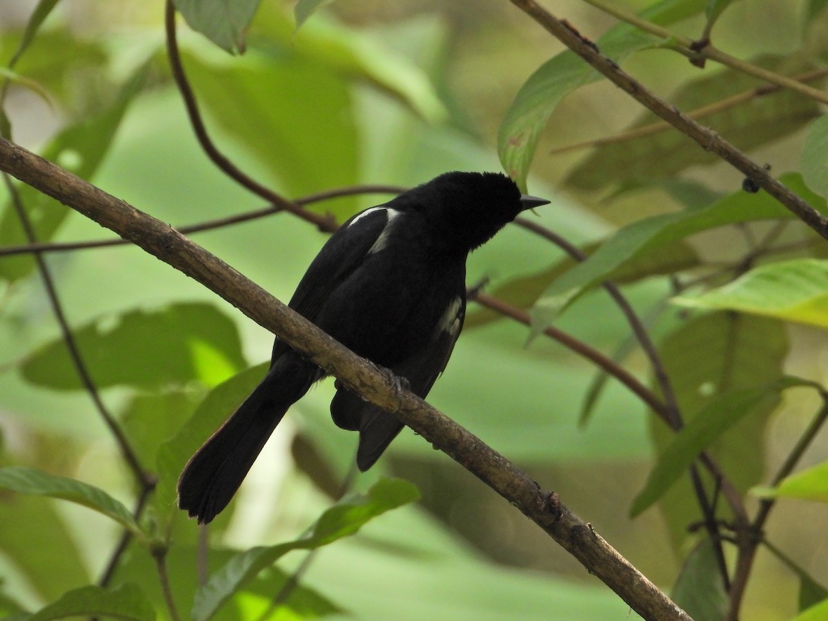 White-lined Tanager - ML620822928