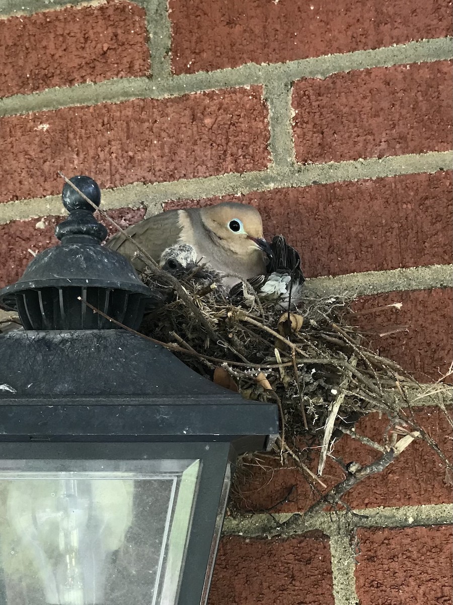 Mourning Dove - ML620822931