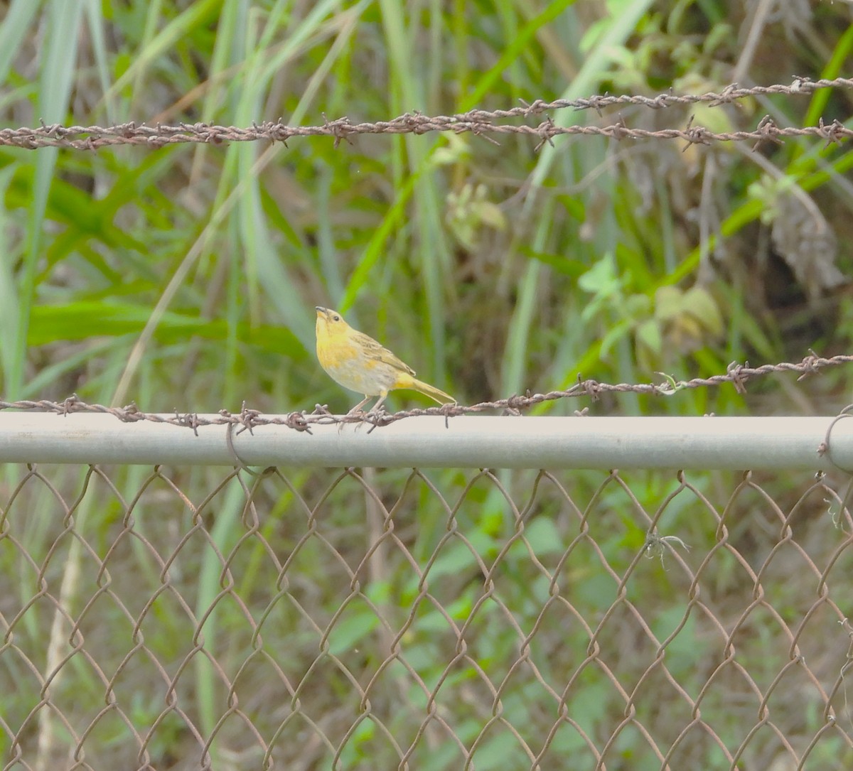 Saffron Finch - ML620822933