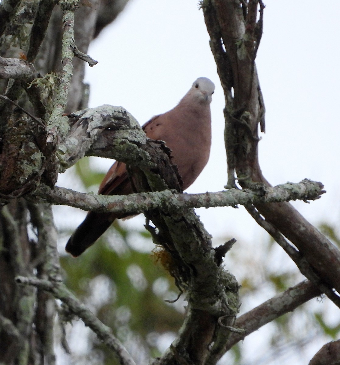 Ruddy Ground Dove - ML620822934