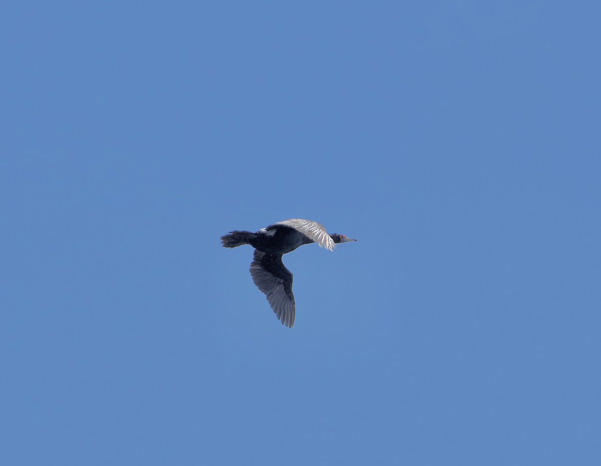 Cormoran à face rouge - ML620822937